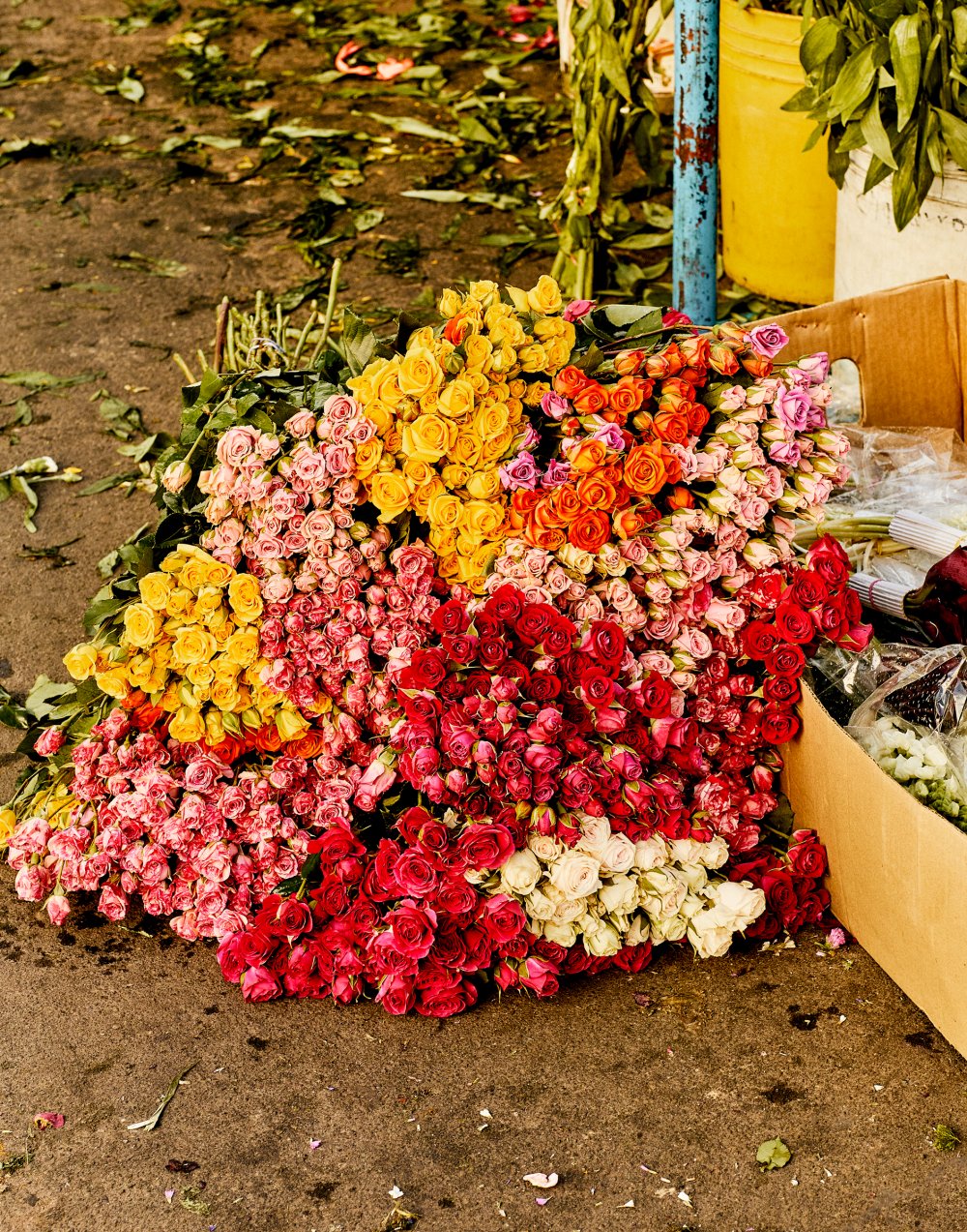 Balance / Luis Mora (English)